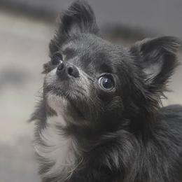 AKC Blue Girl xxs - Blue female Chihuahua puppy in Brooklyn, New York from Nadezhda's Chihuahuas
