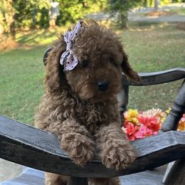 Ori - Red female Cavapoo puppy in Mint Hill, North Carolina from DoodleForever