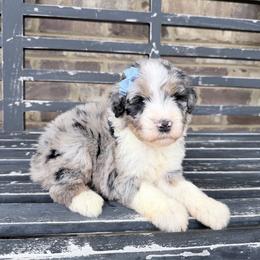 Autumn - Blue merle female Aussiedoodle puppy in Cartersville, Georgia from Simply Blessed Doodles