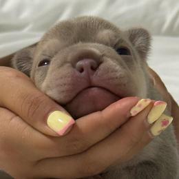 Chanel - Cream female French Bulldog puppy in Saratoga Springs, Utah from Your Utah Frenchie