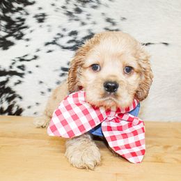 Boy 1 - Buff male Cocker Spaniel puppy in Rattan, Oklahoma from Double M Cocker Spaniels