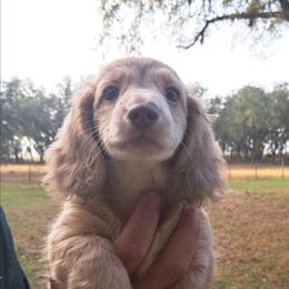 3000.. Isabella based cream - Cream female Dachshund puppy in Winter Haven, Florida from Gateway 2 Little Paws