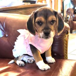 Pepper - Black tan and white female Beagle puppy in Jerome, Missouri from Beam's Beagles