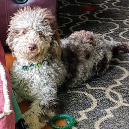 Goldendoodles from Sassy Doodles of Tennessee