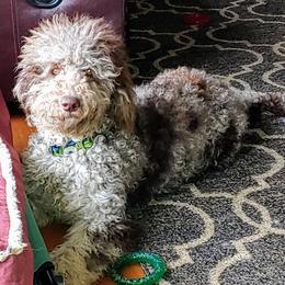 Goldendoodles from Sassy Doodles of Tennessee
