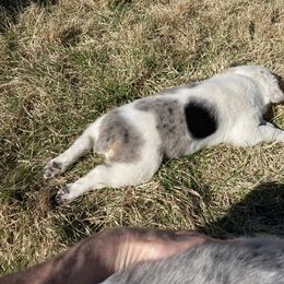 Australian Cattle Dog and Companion Cross Puppies from MX Kennel - Central MO