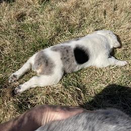 Australian Cattle Dog and Companion Cross Puppies from MX Kennel - Central MO