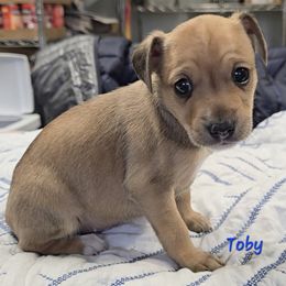 Toby - Red white and sable male Rat Terrier puppy in Divide, Colorado from Outlaw Farm and Kennel