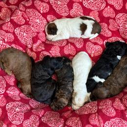 Cockapoo puppies from Capital Doodles