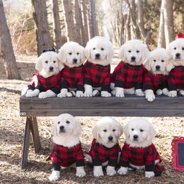 German Shepherd and Golden Retriever Puppies from Sweetheart Therapy Dogs LLC