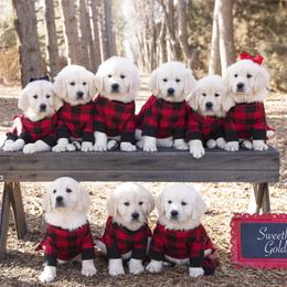 German Shepherd and Golden Retriever Puppies from Sweetheart Therapy Dogs LLC