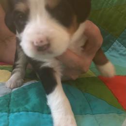 Gus-green - Tri-color male Bernedoodle puppy in Lynch Station, Virginia from Mini Bernedoodles by Ziva & Zac