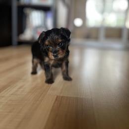 Luna - Black and tan female Yorkshire Terrier puppy in Kissimmee, Florida from The Yorkie House