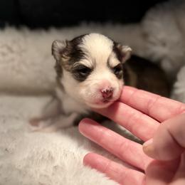Girl 2 - Tri-color female Pomsky puppy in Michigan from Blue Water Pomskies