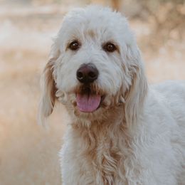 Goldendoodles from Mollyslilpups