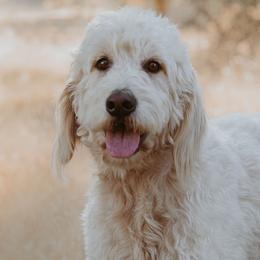 Goldendoodles from Mollyslilpups