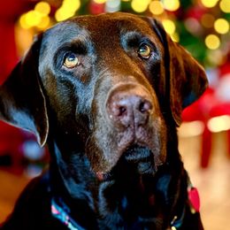 Lucca - Labrador Retriever