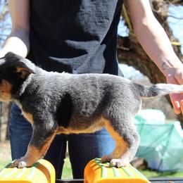 Sierra - Purple - Blue female Australian Cattle Dog puppy in Colbert, Oklahoma from LoveAHeeler