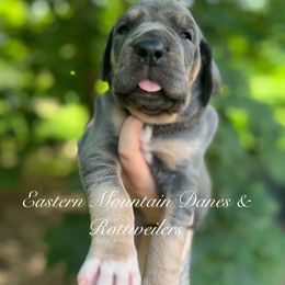 Brenda - Blue female Great Dane puppy in Hermon, Maine from Eastern Mountain Danes & Rottweilers