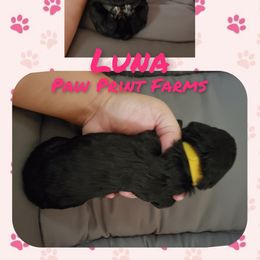 Poodle Puppies from Paw Print Farms
