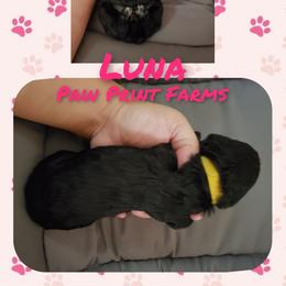 Poodle Puppies from Paw Print Farms