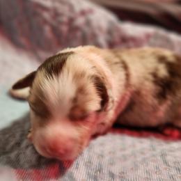 Harken - Red merle male Miniature Australian Shepherd puppy in Macomb, Missouri from Faunus Farms and Aussies