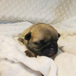Mr. Teal - Fawn male Pug puppy in Gore, Oklahoma from Pugs on Pecan