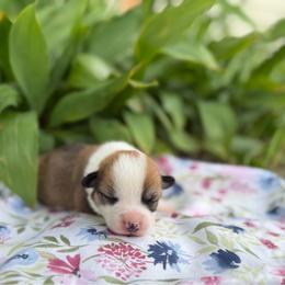 Rosie - Red female Pembroke Welsh Corgi puppy in Sheldon, Missouri from Clearsky Corgis