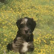 Whoodle Puppies from Schmidt's K9s