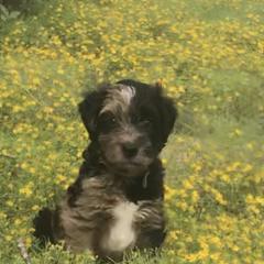 Whoodle Puppies from Schmidt's K9s