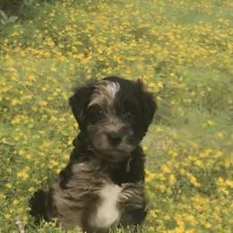 Whoodle Puppies from Schmidt's K9s
