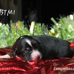 Boy 1 - Black tri male Miniature Australian Shepherd puppy in Elgin, Oregon from LongMile Aussies