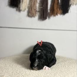 Candy - Black and white female Bernedoodle puppy in Bellevue, Iowa from Blended Acres & Kennels