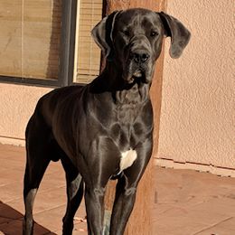 Rufus - Great Dane