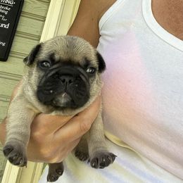 Fawn boy - Fawn and white male French Bulldog puppy in Dalton Gardens, Idaho from North Idaho Frenchies