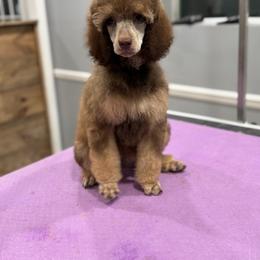 Nova - Brindle female Poodle puppy in Troy, Alabama from Redmond Rose Kennel