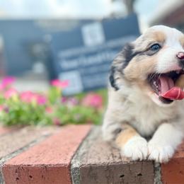 Tybee - Blue merle male Miniature Australian Shepherd puppy in Clarkesville, Georgia from North Georgia Gems