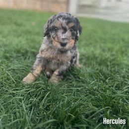 Hercules - Blue merle male Bernedoodle puppy in Bennett, Colorado from Darling Paws Bernedoodles, LLC