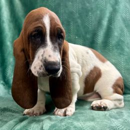 Willow - Mahogany and white female Basset Hound puppy in Cleveland, Tennessee from Smokey Mtn Bassets