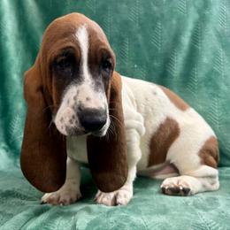 Willow - Mahogany and white female Basset Hound puppy in Cleveland, Tennessee from Smokey Mtn Bassets