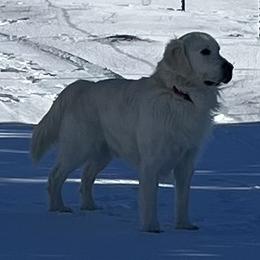 Teancum - Golden Retriever