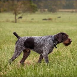 JT - German Wirehaired Pointer