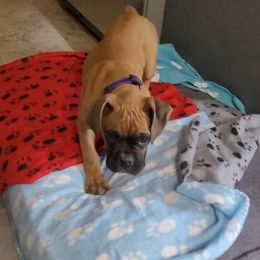 Girl 2 - Fawn Boxer puppy in Mount Zion, Illinois from Foulk's Boxer Puppies