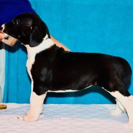 Great Dane Puppies from YK Great Danes