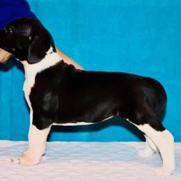 Great Dane Puppies from YK Great Danes