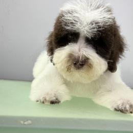 Juneau - female Australian Mountain Doodle puppy in Temecula, California from Country Hills Doodles