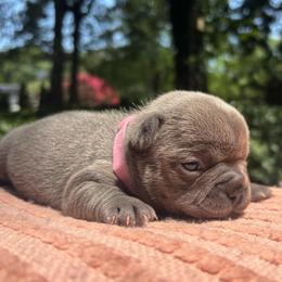 Gracie - Blue female French Bulldog puppy in Salisbury, Maryland from 77 Frenchies Maryland