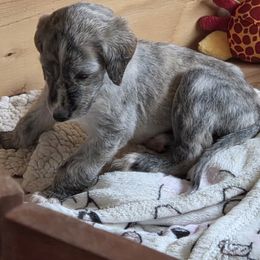 Afghan Hound Puppies from Summerbrook Afghans