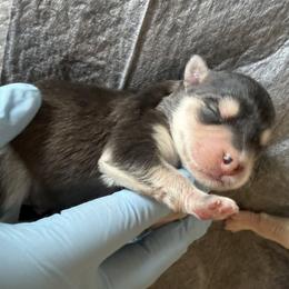 Batman - Black and white male Pomsky puppy in Grandview, Washington from Alyssa’s Pomskies