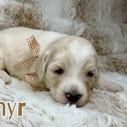 Zephyr - Chalk male Australian Labradoodle puppy in Upland, California from Kings Labradoodles